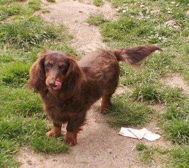 Vraiment croquant chocolat of Long Meadow