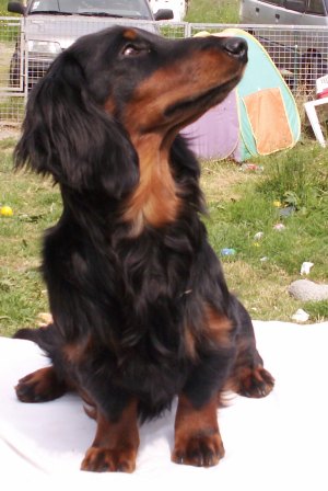 Aide de camp Du chene daniele