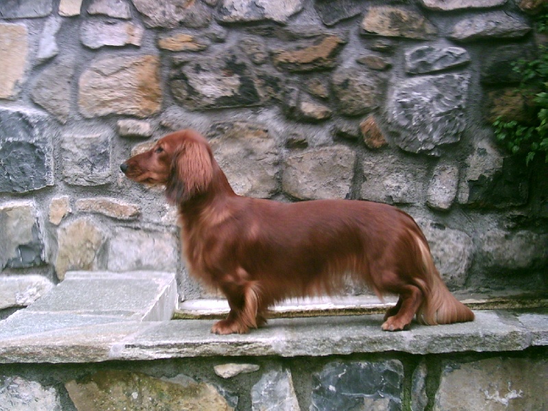 Victime de la mode Du chene daniele