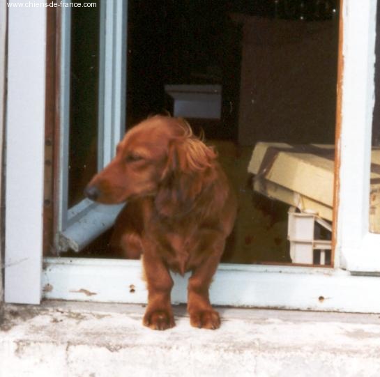 Pastel De la haute pintelais