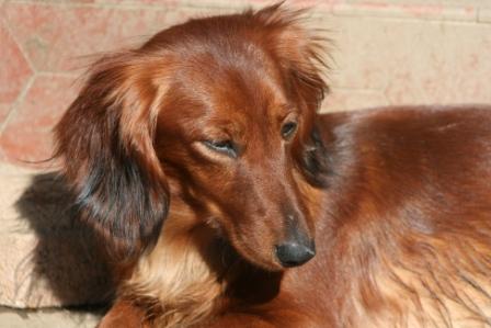 Douce rêverie Du chene daniele