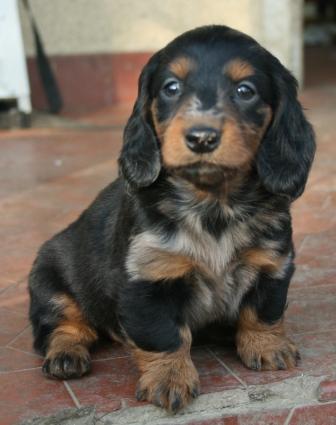 Extra-terrestre Du chene daniele