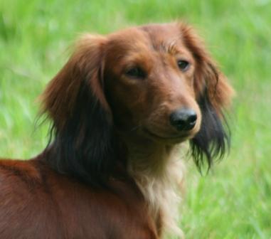 Dackel Du chene daniele