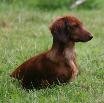 De normandie ou du midi Du chene daniele
