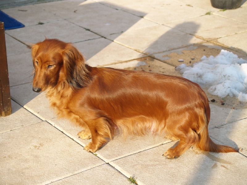 Aida Du chene daniele