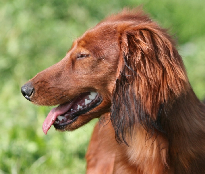 Enutroph Du chene daniele