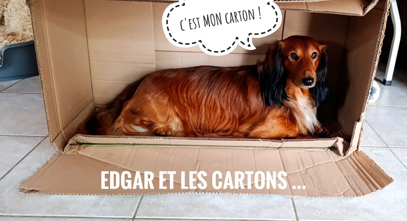 Twist à saint tropez Du chene daniele