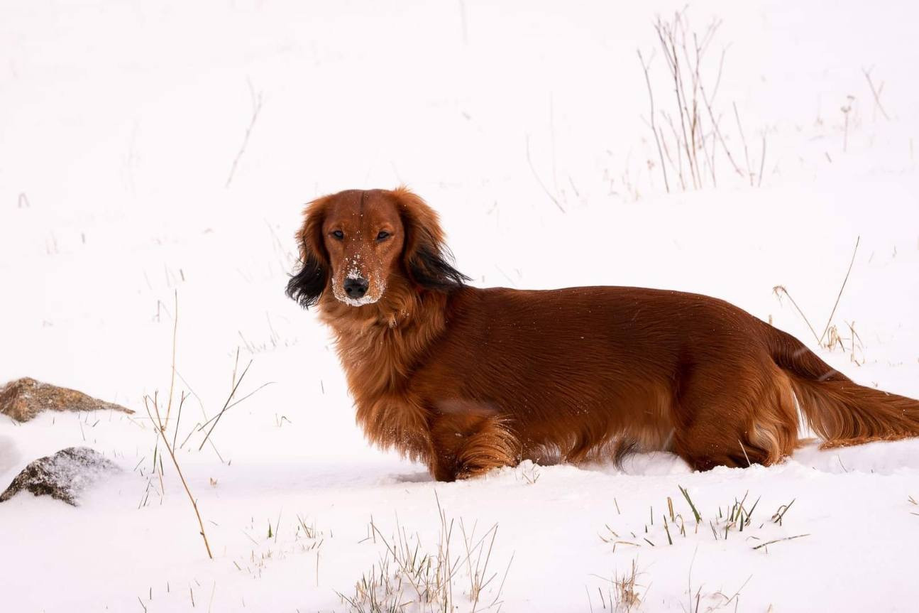 Scylla Du chene daniele