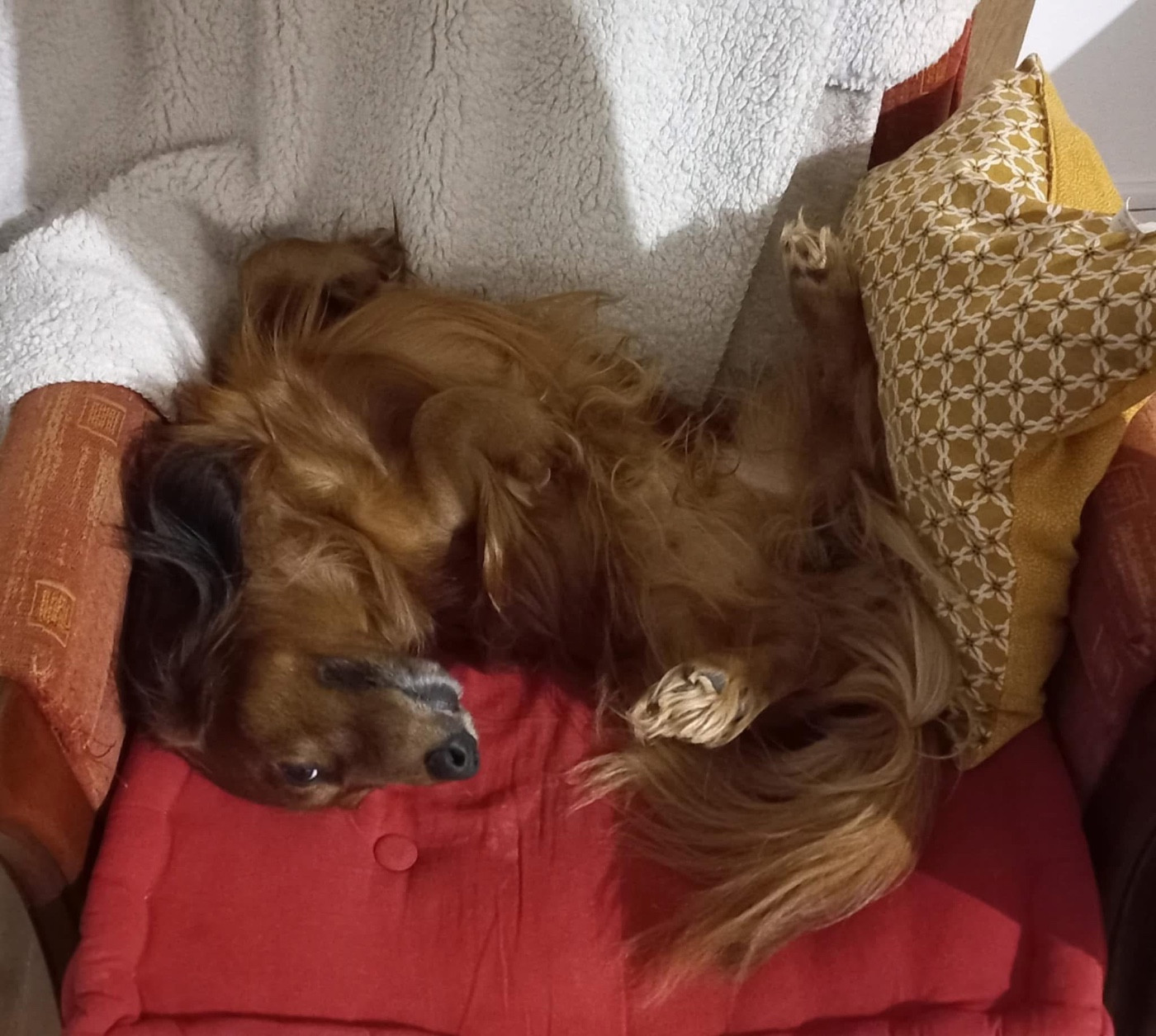 Osiris Du chene daniele