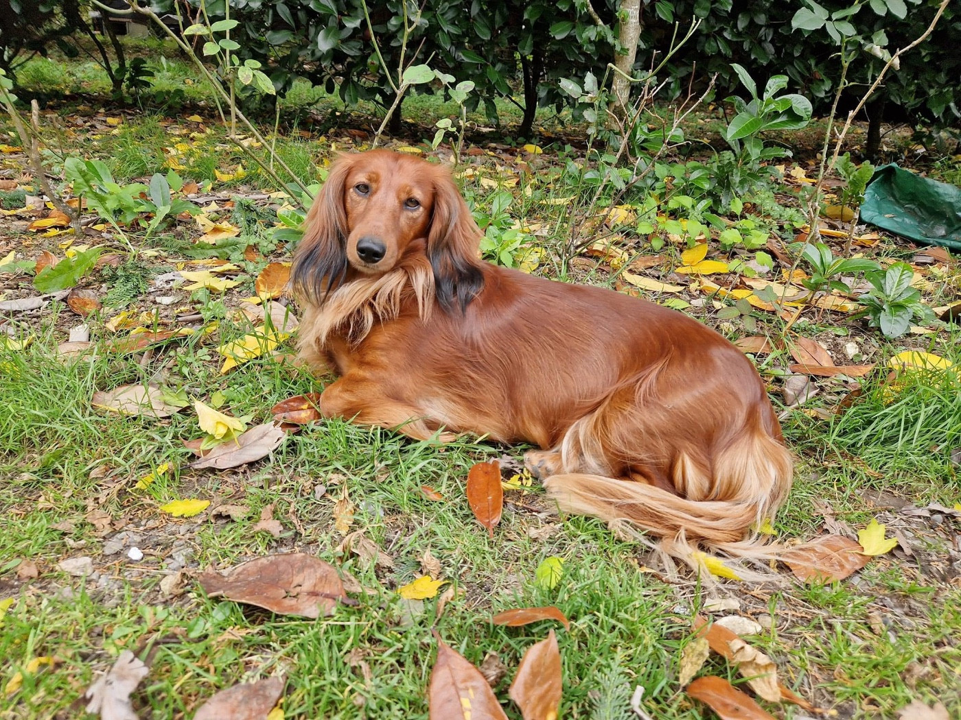 Sybelle Du chene daniele