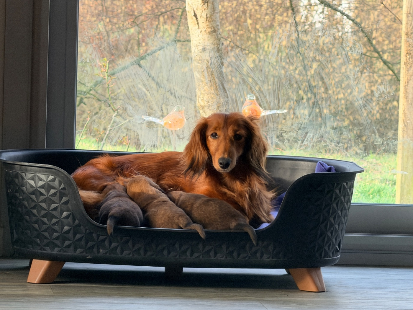 Chiot Teckel poil long Du chene daniele