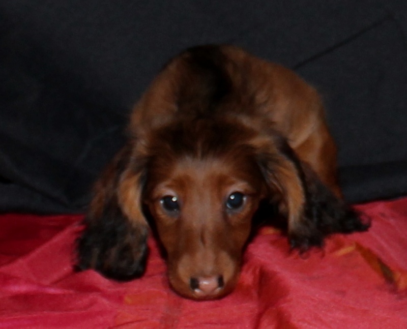 Du chene daniele - Teckel - Portée née le 29/10/2012