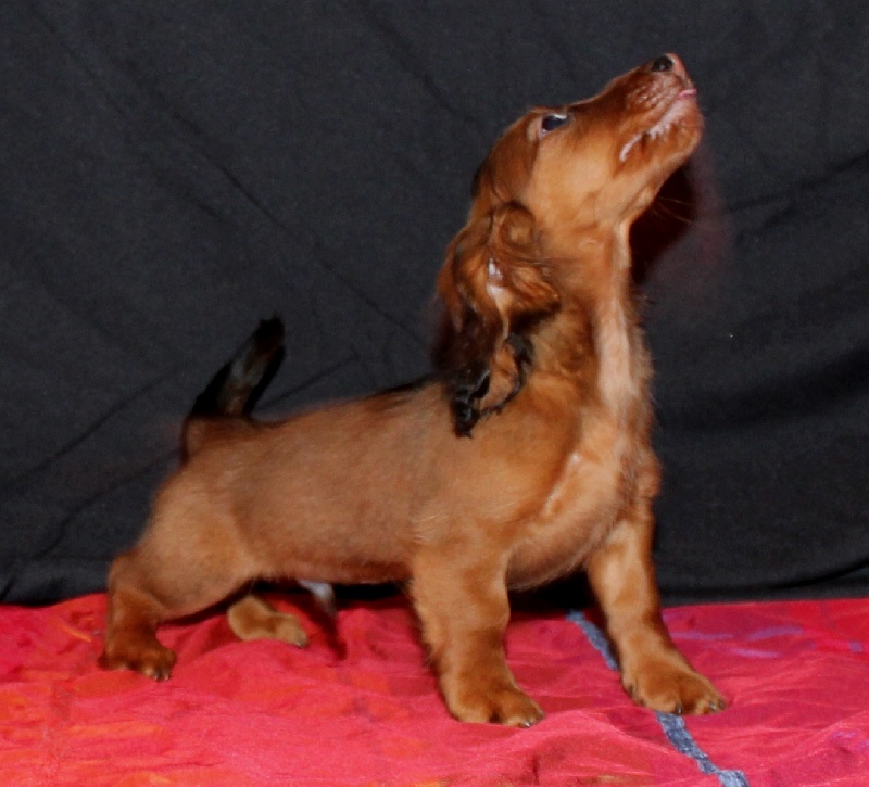 Du chene daniele - Teckel poil long - Portée née le 29/10/2012